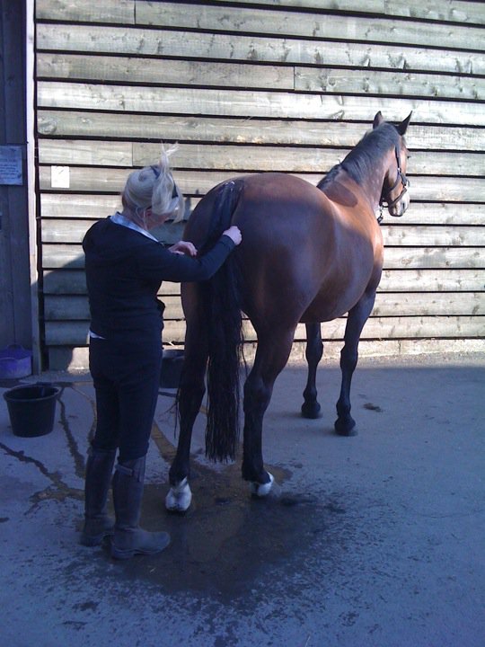 Cookie getting pampered