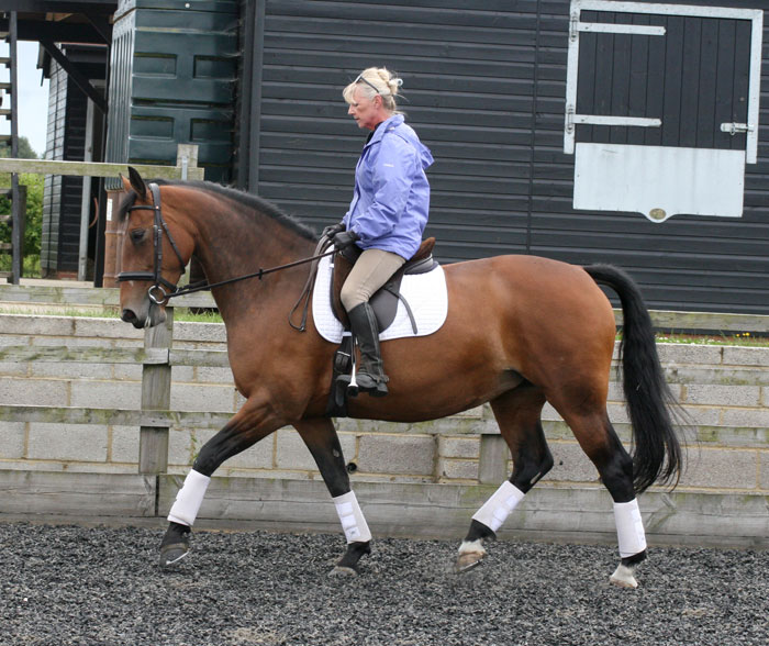 A good working trot