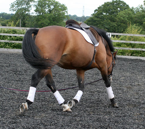Stretching on the lunge