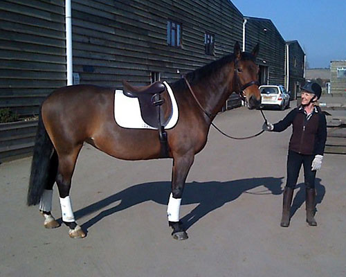 Cookies new saddle