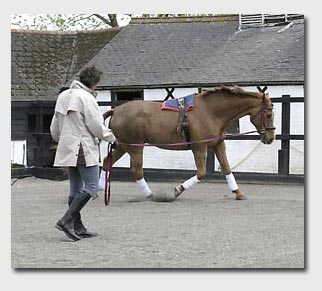 Starting to lunge