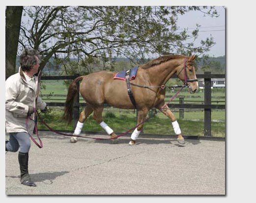 Medium trot