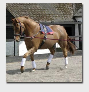 Adding the side reins