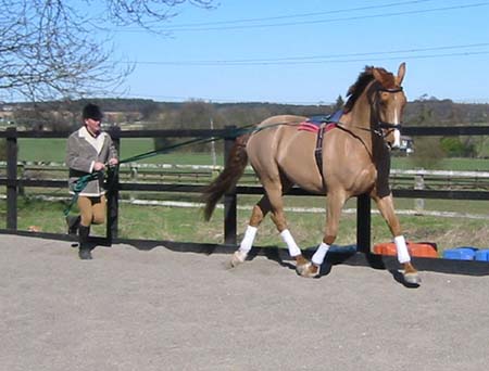 Trot Shoulder-in right rein