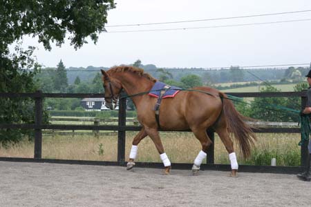 Working trot