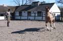 Outside flex to bring outside hind across - trot