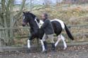 Print - Initial trot, not taking contact