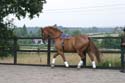 Working trot